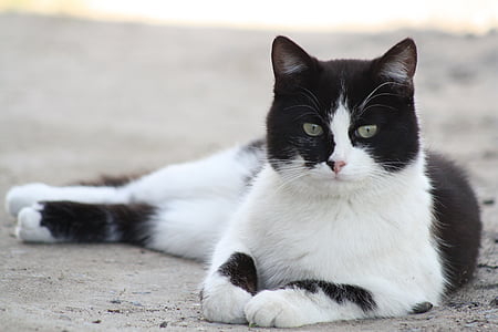 closeup photo of short-furred white and black cat thumbnail
