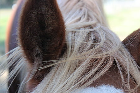 close-up photo of brown horse ear thumbnail