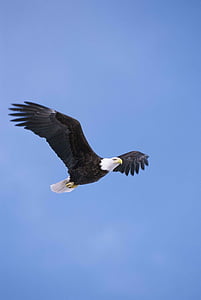 American eagle thumbnail