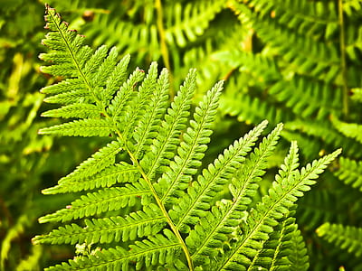 Green Plant Leaf thumbnail
