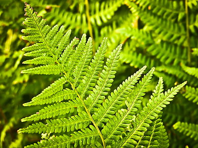 green plant leaves thumbnail