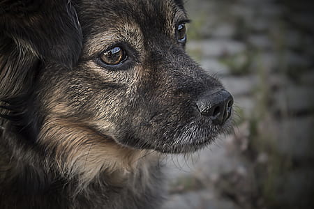 closeup photography of German shepherd puppy thumbnail