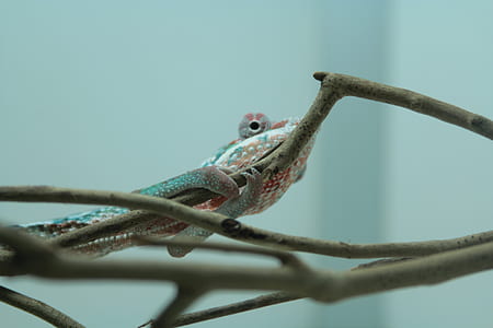 chameleon hanging on branch thumbnail