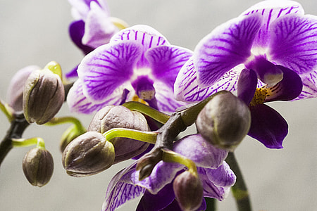 purple flowers thumbnail