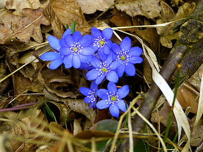 closeup photo of blue petaled flowerrs thumbnail