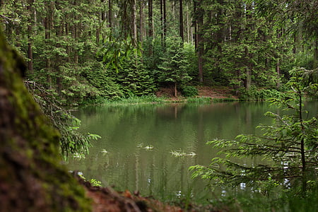 calm water surrounded by trees at daytime thumbnail