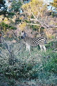 zebra at forest thumbnail