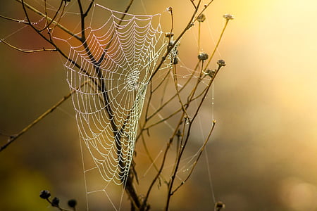 white spiderweb on naked tree thumbnail
