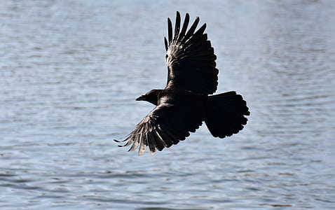 black and brown bird hovering over body of water thumbnail