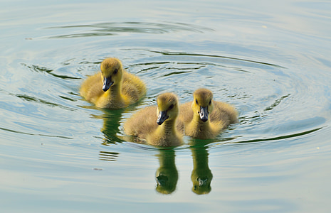 three ducklings on body of water thumbnail