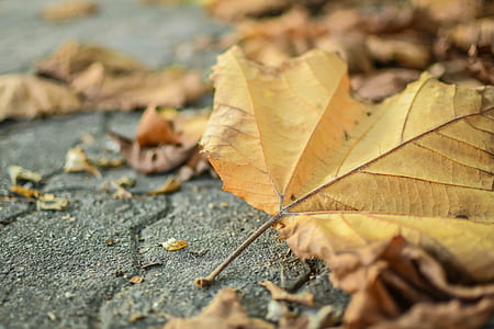 dry, leaf, leaves, ground thumbnail