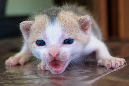 tricolor angry cat thumbnail