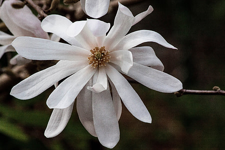 white magnolia flower closeup photography thumbnail