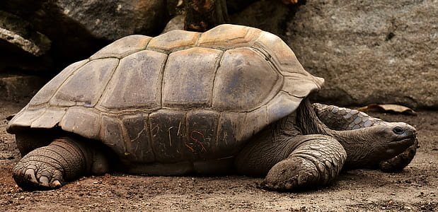 brown tortoise on ground thumbnail