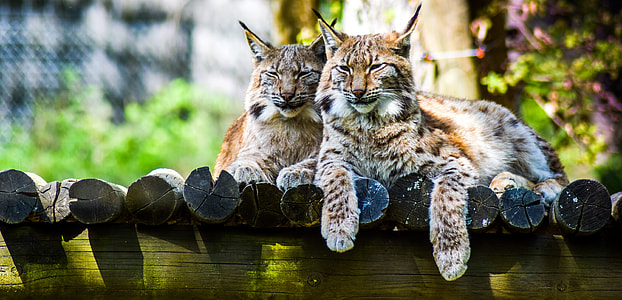 wildlife photography of two brown-and-black bobcats beside each other on brown logs thumbnail
