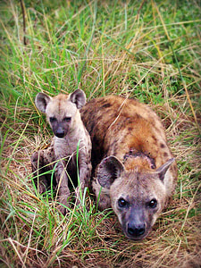 Hyena and cub on grass thumbnail
