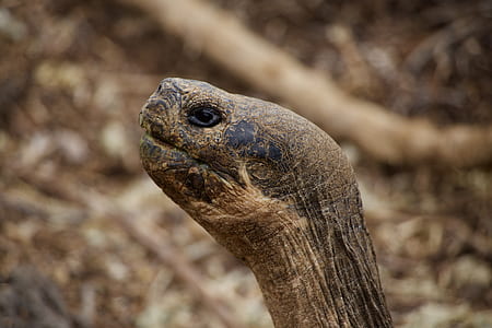 silhouette photograph of long necked turtle thumbnail