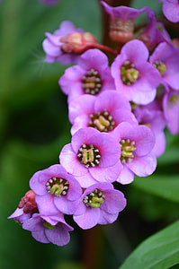 Bergenia, Settled Wurz thumbnail