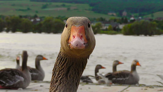 selective focus photography of goose near the body of water thumbnail