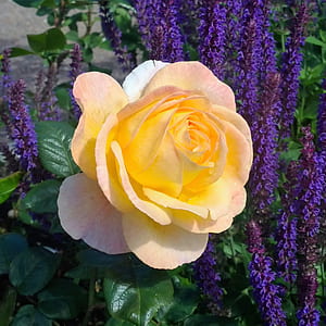 yellow petaled flower thumbnail
