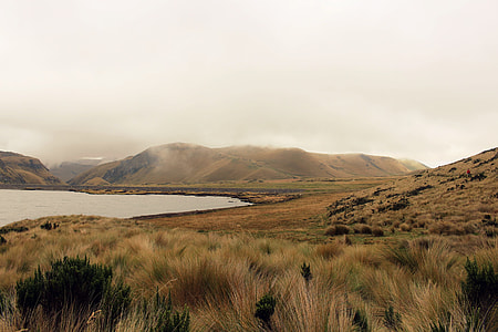 green and brown hay near body of water during foggy day thumbnail