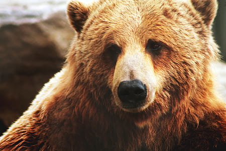 Brown Bear thumbnail