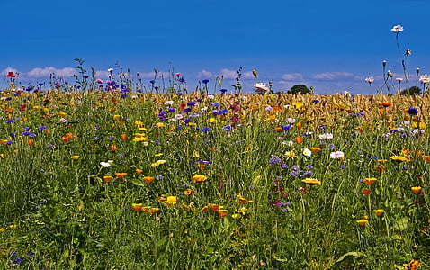 photo of assorted-color flowers thumbnail
