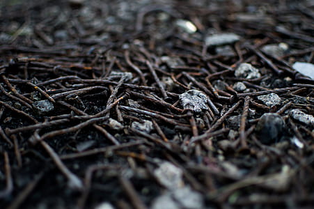 selective focus photo of rusted brown nails on ground thumbnail