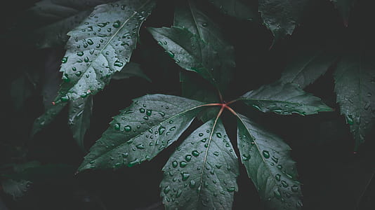 macro photo of green leaves thumbnail