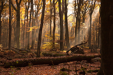 sun rays at forest thumbnail