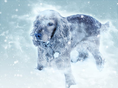 long-coated black and white dog covered with snow thumbnail