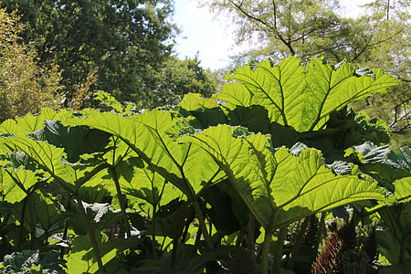 Chilean Rhubarb, Rhubarb thumbnail