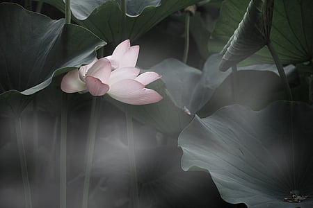 shallow focus photography of pink flower thumbnail