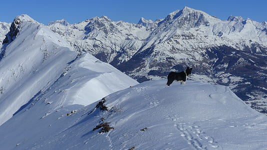 white and black dog on top of snow covered hill near mountain covered with snow at daytime thumbnail