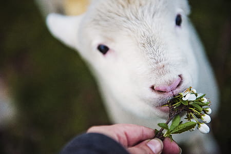 Photo of Person Holding Flower Eating White Animal thumbnail