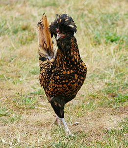 brown and black rooster thumbnail