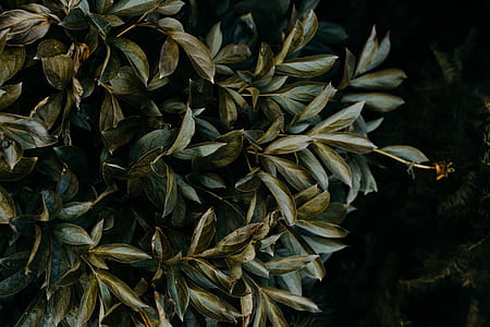 Green Plant thumbnail