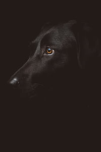 focus photo of adult black Labrador Retriever thumbnail