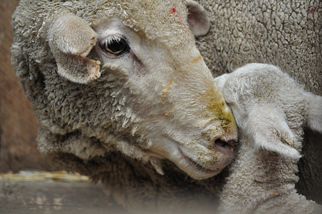 sheep with lamp thumbnail