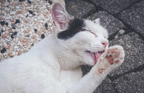Closeup Photo of Cat Licking Its Paw thumbnail