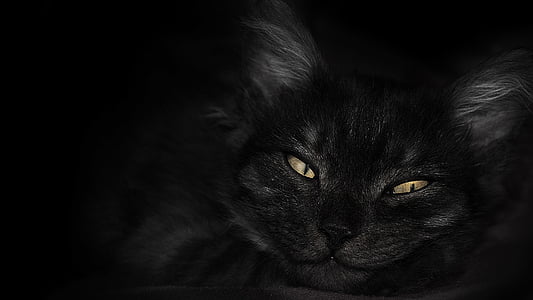 closeup photo of cat's face thumbnail