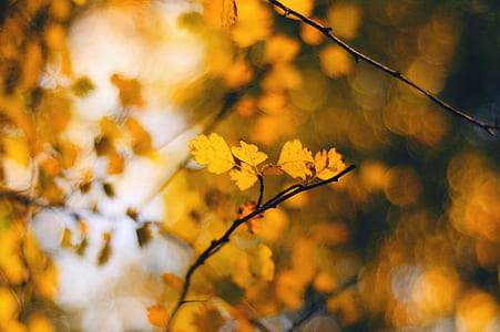 shallow focus photography of yellow leaves thumbnail