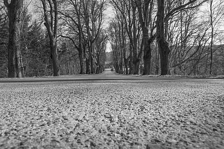 grayscale photography of tall trees thumbnail