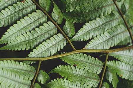 green fern plant thumbnail