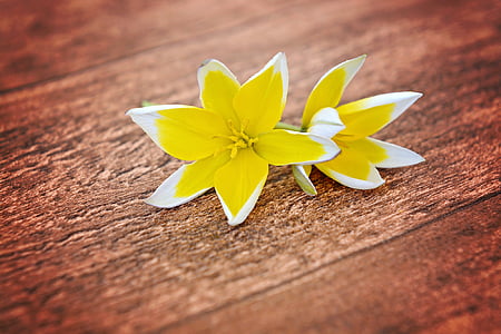 yellow and white petaled flowers thumbnail