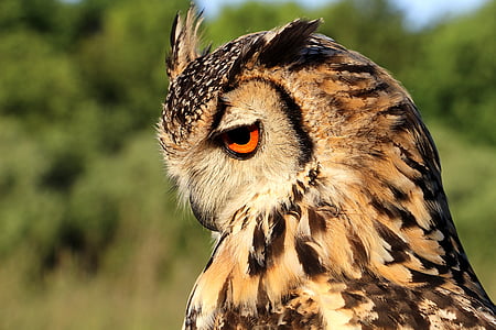 brown and black owl facing downward closeup photo thumbnail