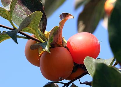 round red fruit thumbnail