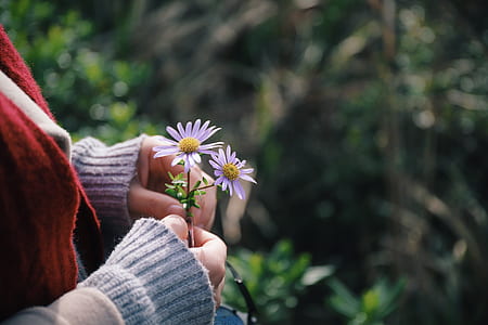 person holding white flowers thumbnail