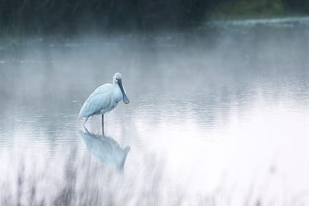 white bird standing in body of water thumbnail