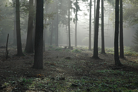 brown forest thumbnail